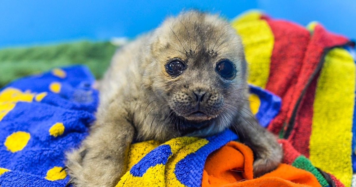 Découvre l’histoire émouvante de “Tout Petit”, un phoque qui se prend pour un chat... Découvre l’histoire émouvante de “Tout Petit”, un phoque qui se prend pour un chat...