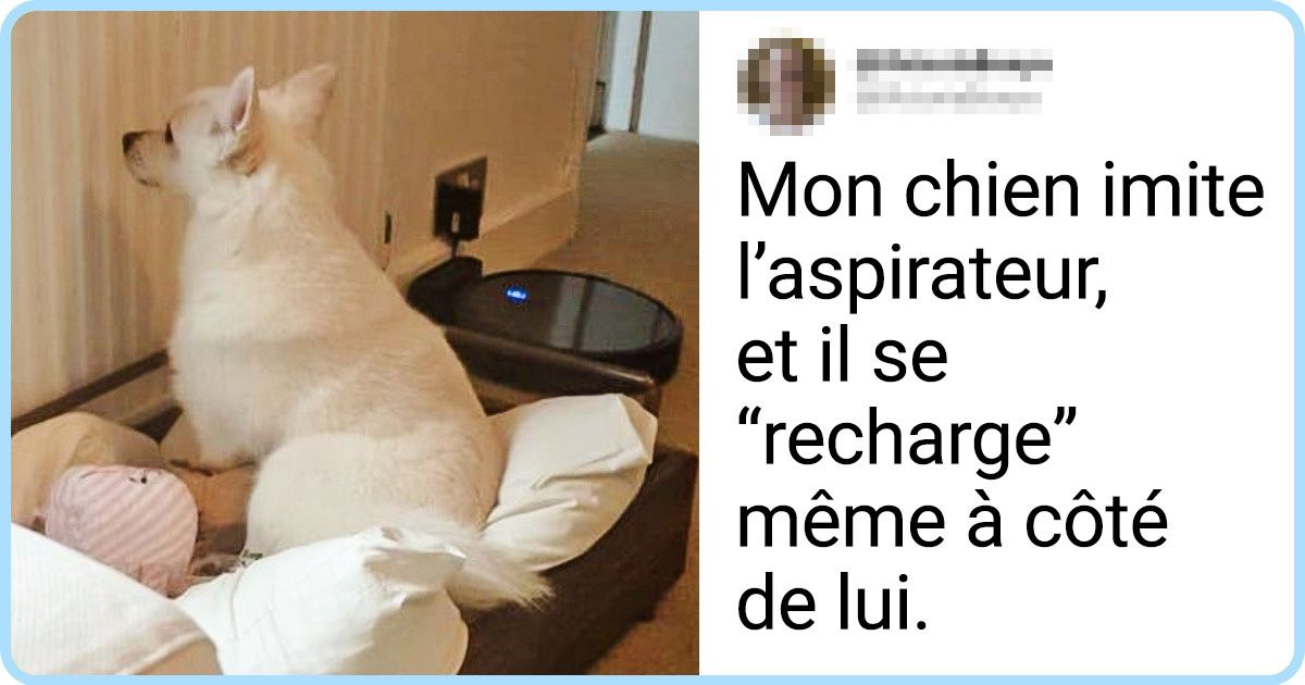 19 Animaux qui semblent complètement avoir éliminé leurs réglages par défaut