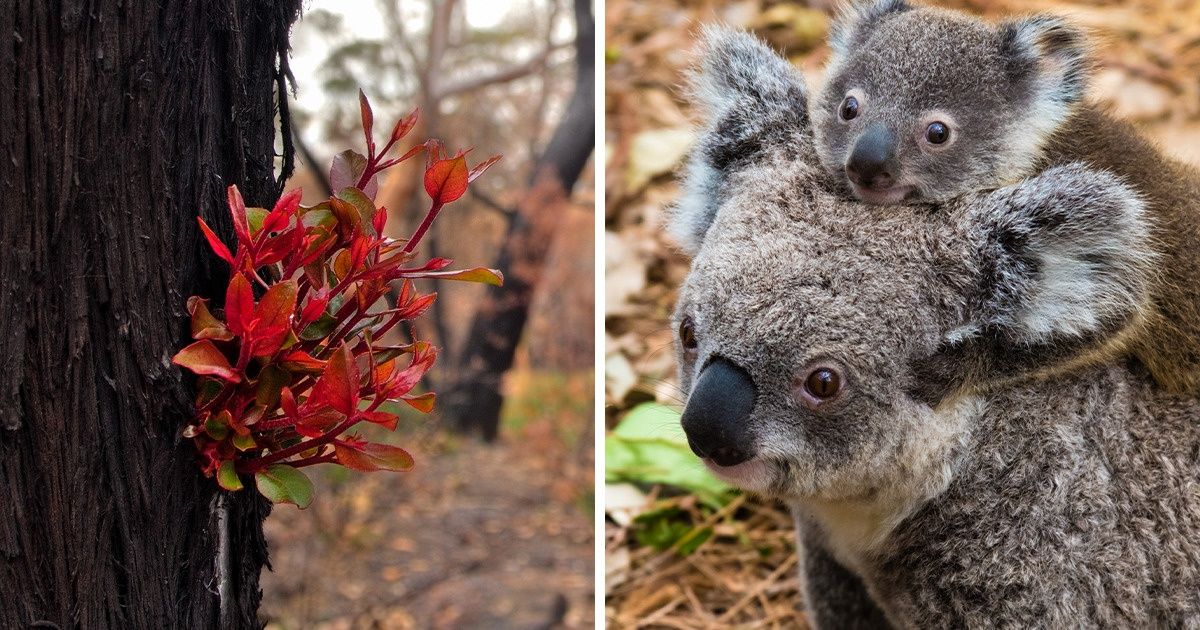 Les forêts australiennes reprennent vie après les incendies dévastateurs Les forêts australiennes reprennent vie après les incendies dévastateurs