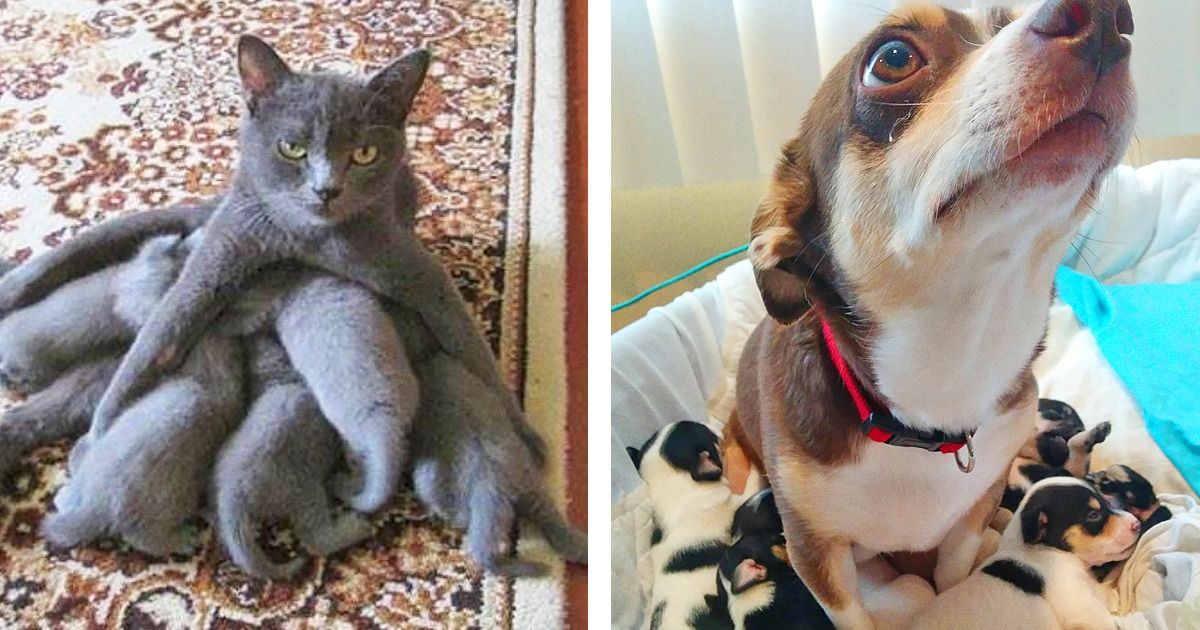 Ces 20 mamans animales nous montrent ce qu’est la parentalité