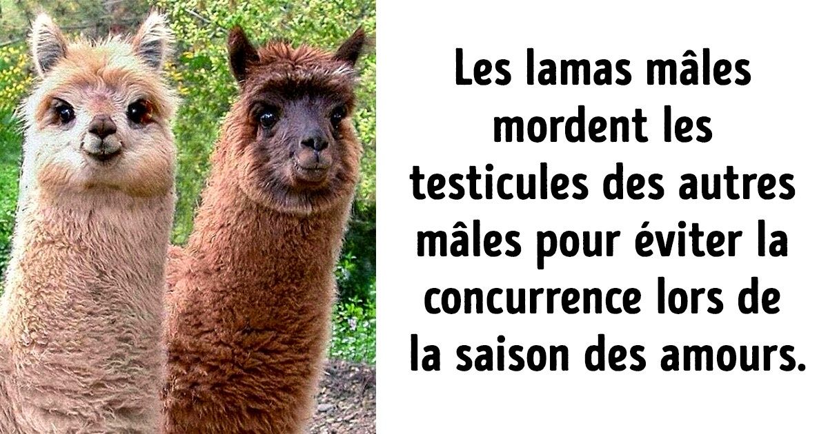24 Faits sur le monde animal que nous aurions aimé apprendre en cours de biologie