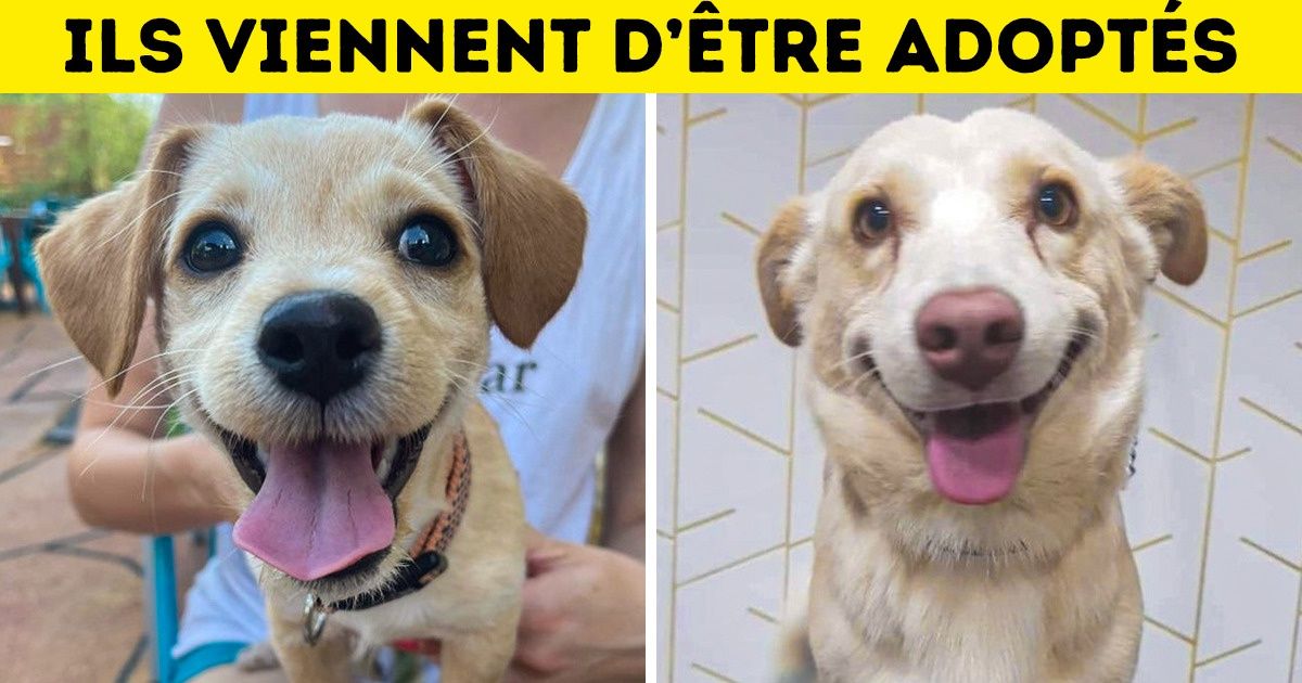 21 Animaux adoptés dont la joie d’avoir une nouvelle famille se lit sur leur tête