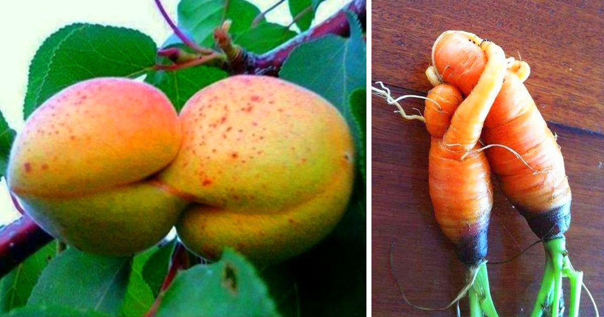 23 Fruits et légumes qui semblent avoir pris vie 23 Fruits et légumes qui semblent avoir pris vie