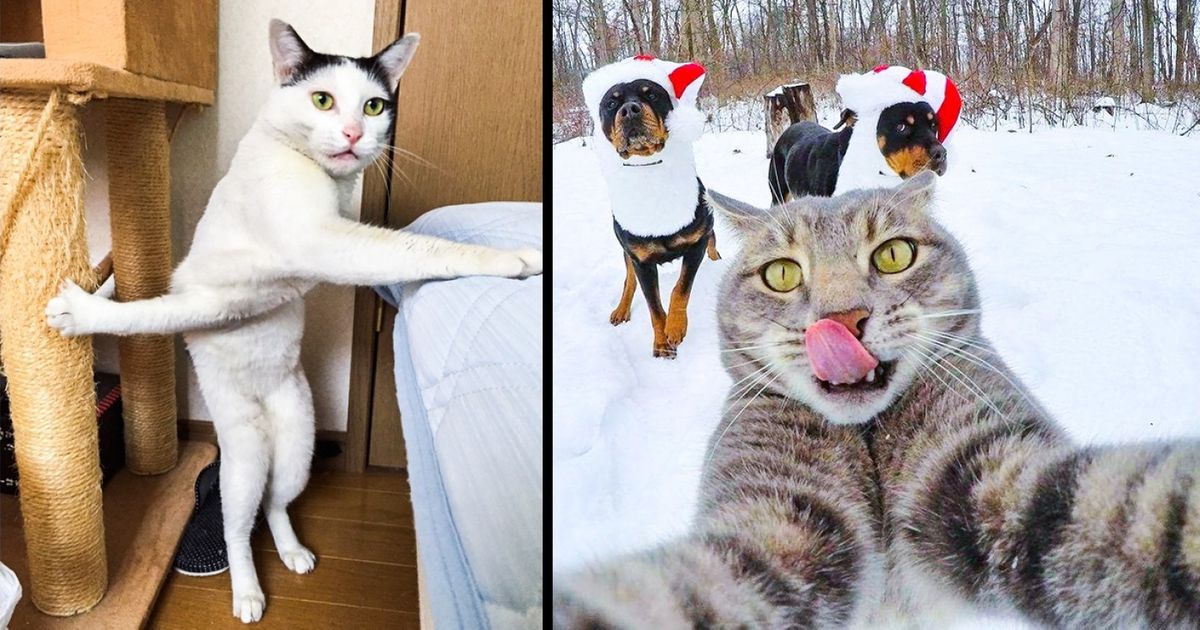 Certains maîtres se sont amusés à prendre leur chat pour des humains, et le résultat a conquis Internet
