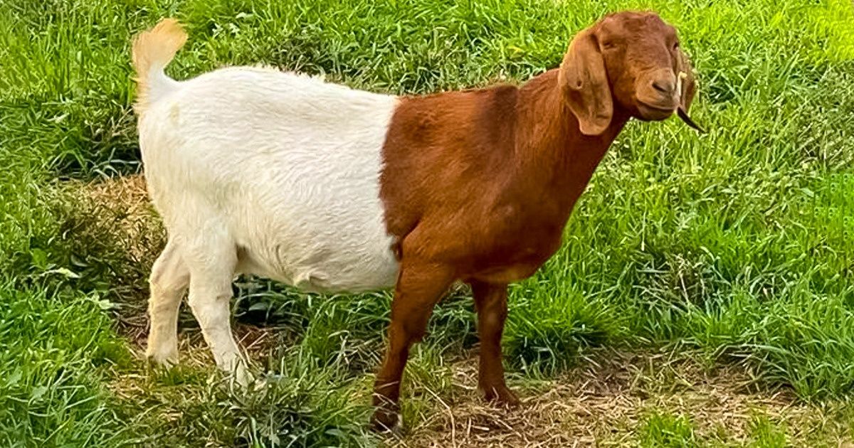 20 Fois où l’imprimante de la nature a été complètement déréglée, et les résultats sont adorables