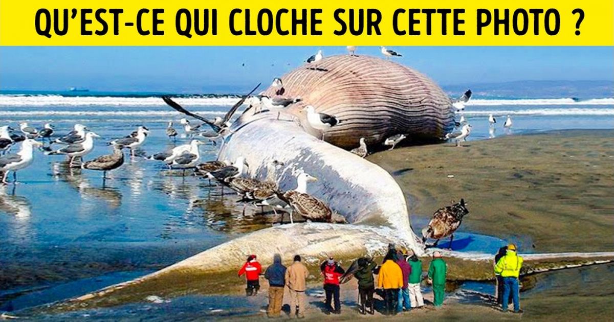 Découvre 14 fausses informations auxquelles nous avons tous cru à cause d’Internet