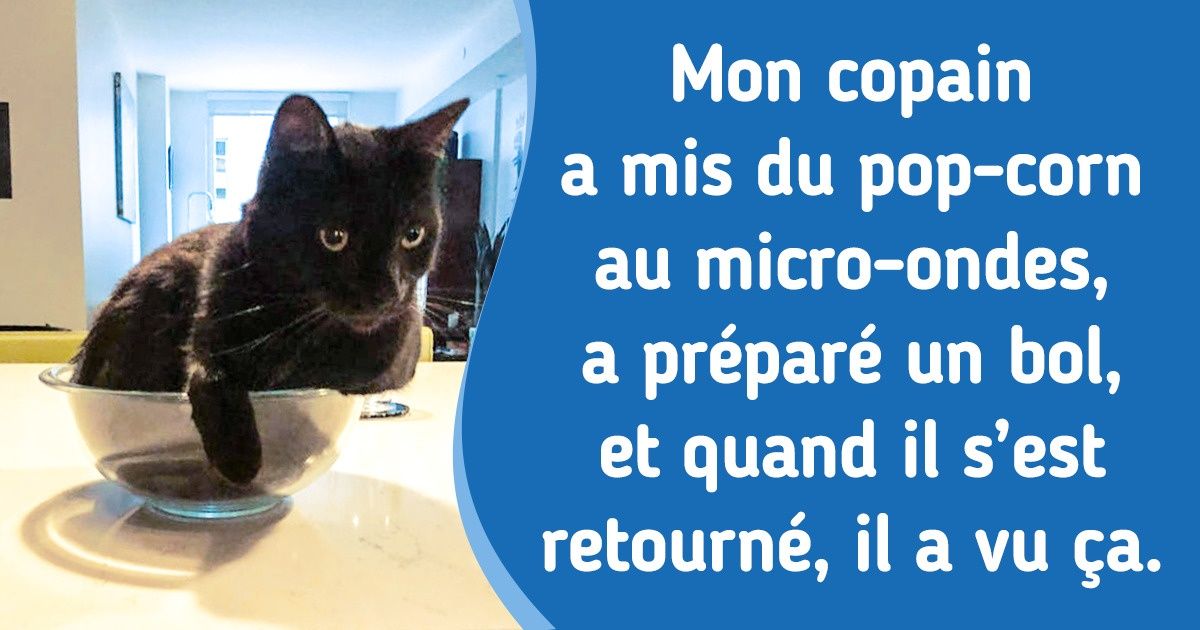 20+ Chats qui ont trouvé l’endroit parfait pour eux