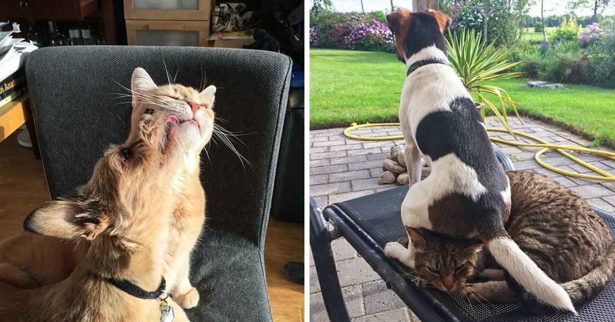 20 Relations entre des chats et des chiens qui sont meilleures que n’importe quel feuilleton télé à l’eau de rose