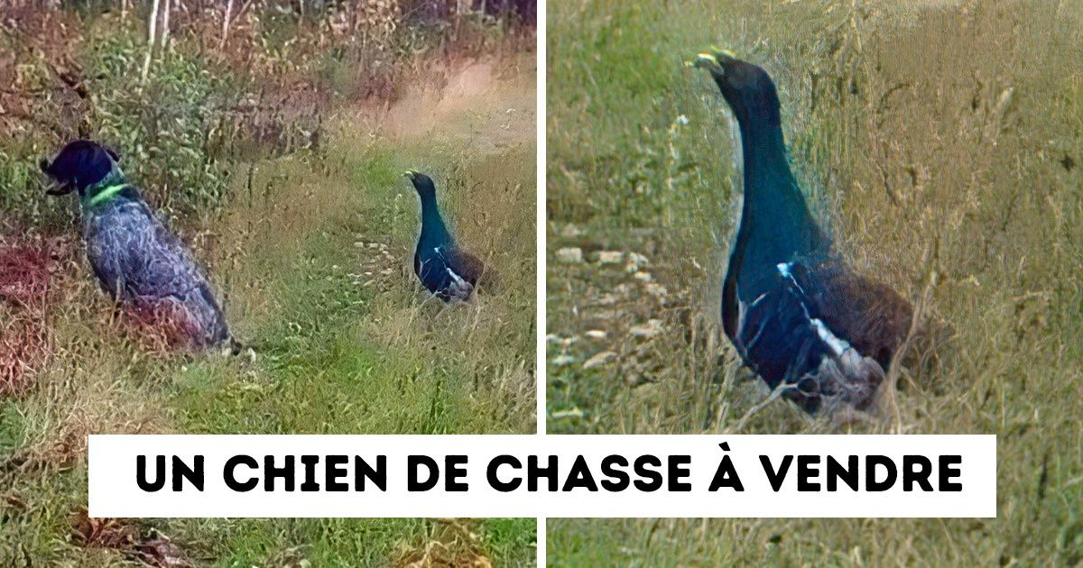 20 Annonces loufoques de personnes qui ne manquent pas d’humour et d’ingéniosité