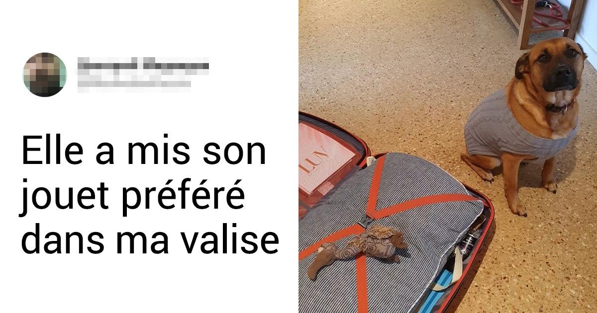 17 Photos qui prouvent que nos chiens peuvent nous apprendre beaucoup de choses sur l’amour véritable 17 Photos qui prouvent que nos chiens peuvent nous apprendre beaucoup de choses sur l’amour véritable