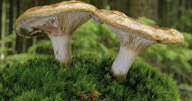 Voici 10 plats dangereux que les gens continuent à manger malgré tout