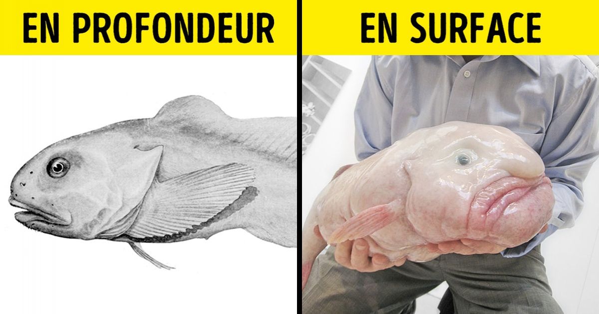 10 Particularités des animaux qui semblent être des erreurs d’évolution, mais qui en réalité sont tout le contraire 10 Particularités des animaux qui semblent être des erreurs d’évolution, mais qui en réalité sont tout le contraire