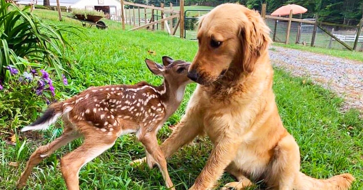 26 Photos de liens d’amitié peu communs qui dépassent toutes les limites de la tendresse 26 Photos de liens d’amitié peu communs qui dépassent toutes les limites de la tendresse