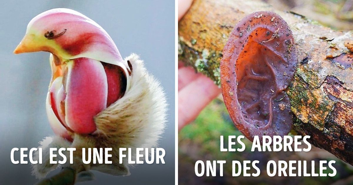20 Exemples où la nature a essayé de nous embrouiller l’esprit, et ce avec succès
