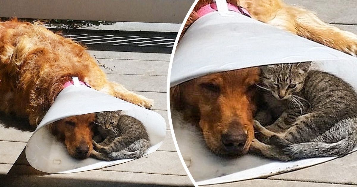 20 Animaux de compagnie qui ont eu une journée difficile avec “l’entonnoir de la honte”