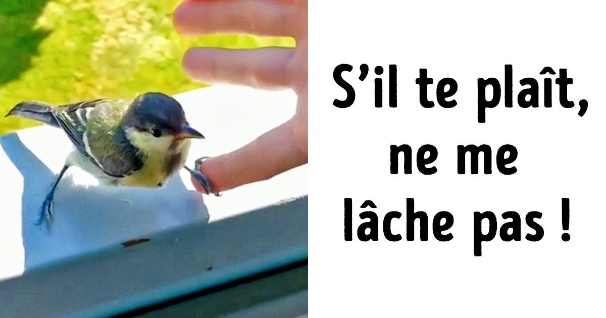 16 Animaux dont l’espièglerie a fini de façon inattendue 16 Animaux dont l’espièglerie a fini de façon inattendue