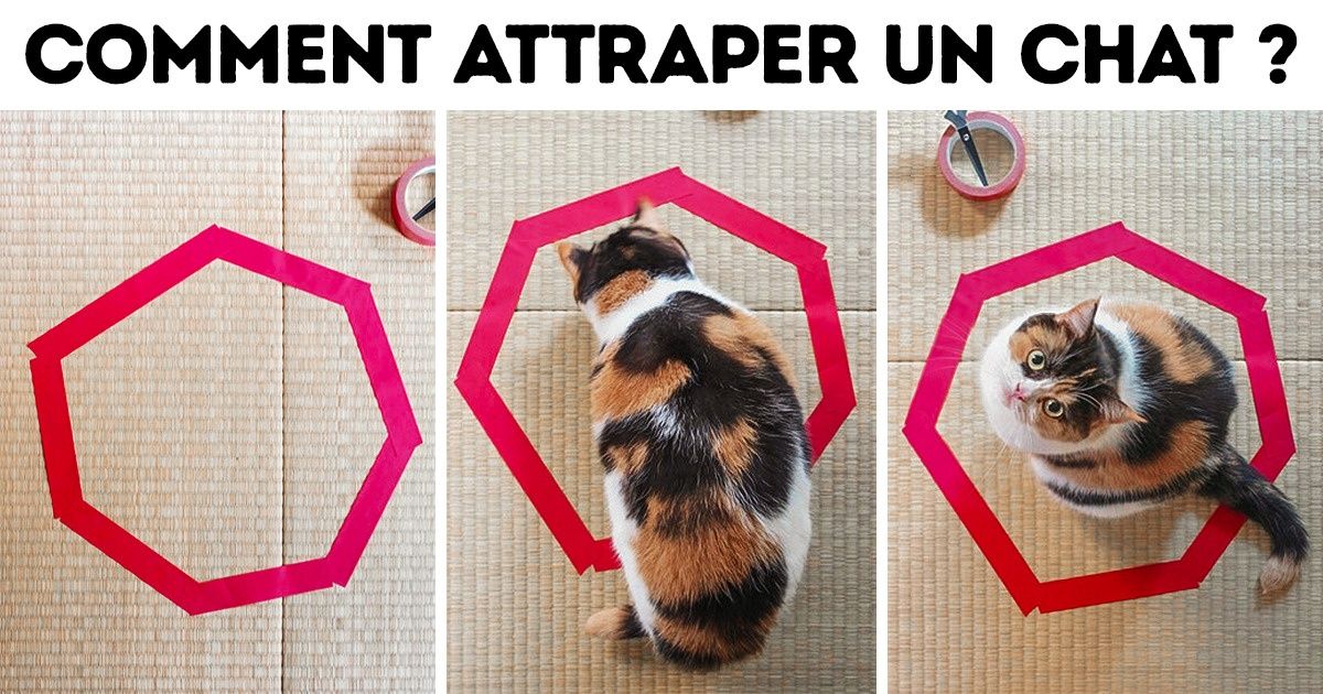 20 Photos qui prouvent que la logique féline est vraiment amusante