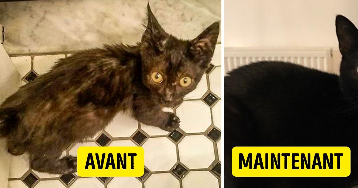 20 Animaux qui ont eu la chance de trouver un nouveau foyer