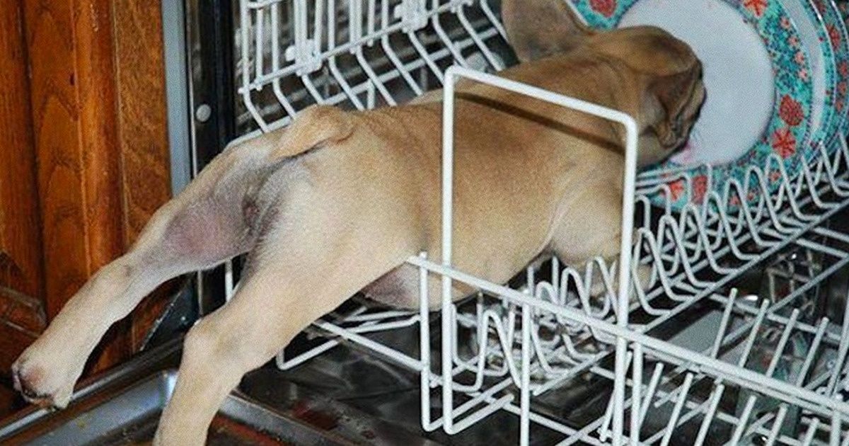 23 Chiens désinvoltes qui dominent l’art de l’insouciance