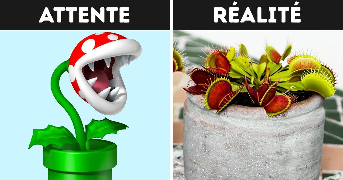 8 Magnifiques plantes carnivores que tu peux cultiver chez toi !