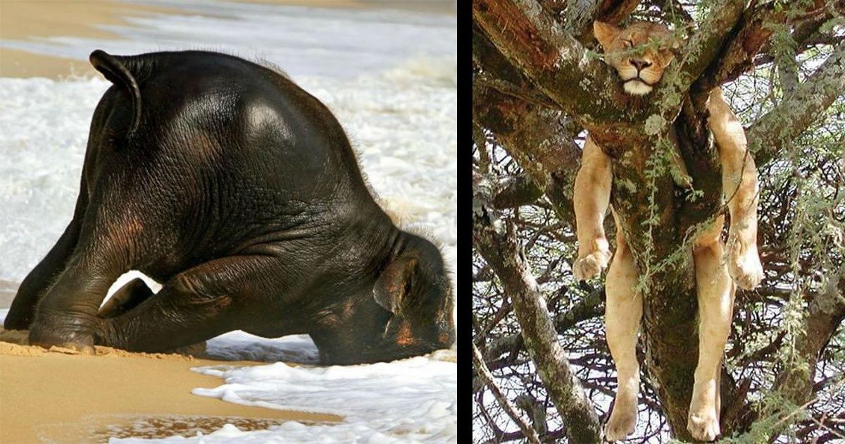 Ces animaux dorment de façon vraiment étrange, et même si cela peut s’avérer inconfortable, c’est toujours amusant à regarder !