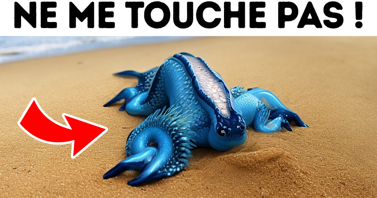 Si tu Vois Cette Créature sur la Plage, Garde tes Distances