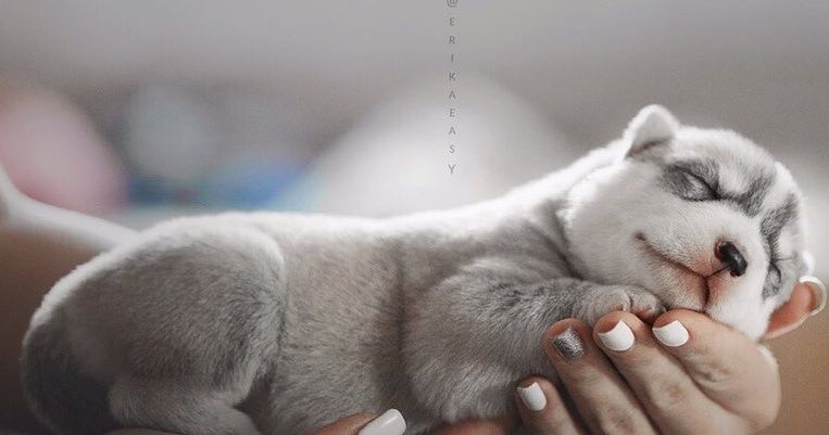 Une fille russe prend des photos de ses chiens huskies et le résultat est si craquant que tu vas aussi en vouloir un