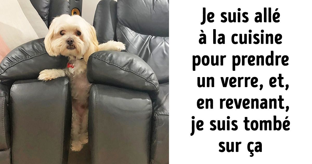 15 Animaux qui ont été pris en flagrant délit