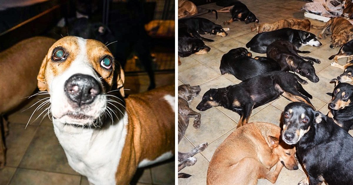 Une femme a recueilli chez elle 97 chiens abandonnés pendant le passage de l’ouragan Dorian aux Bahamas Une femme a recueilli chez elle 97 chiens abandonnés pendant le passage de l’ouragan Dorian aux Bahamas