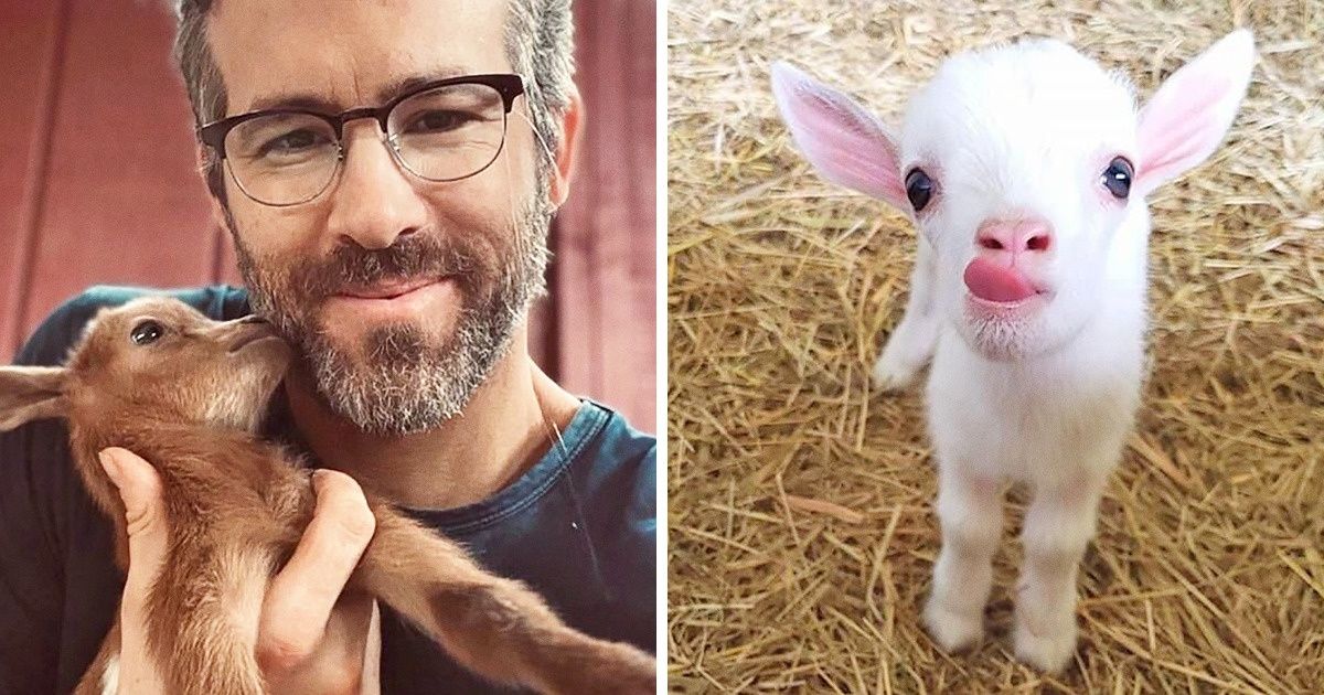 25+ Chevreaux qui sont plus mignons encore que Bébé Yoda