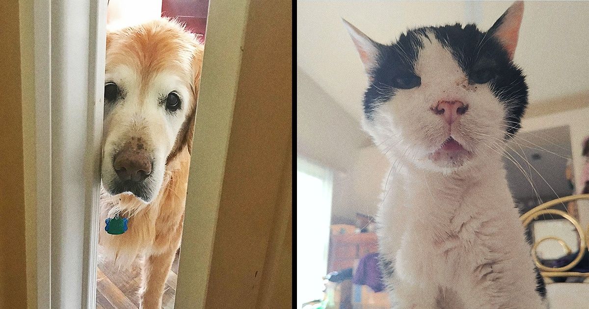 20+ Vieux animaux de compagnie qui continuent à nous faire fondre chaque jour