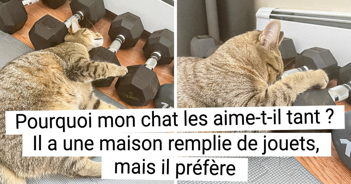 17 Êtres moustachus qui n’iront nulle part sans leur jouet préféré