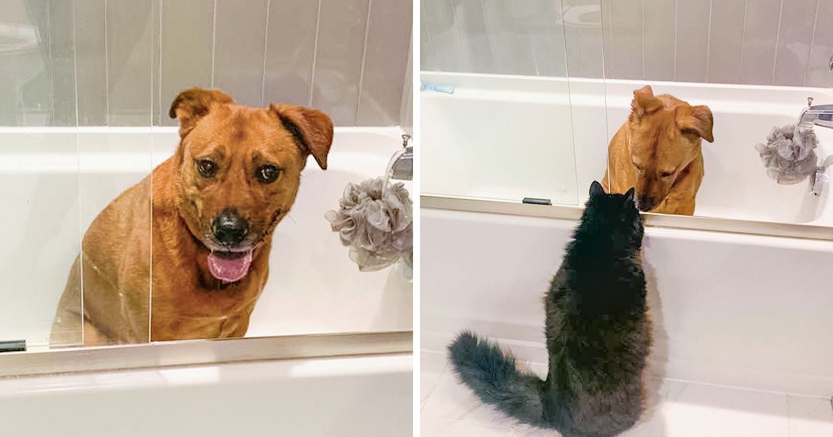 Voici Marvin, le chat qui réconforte son amie chienne qui a peur des orages