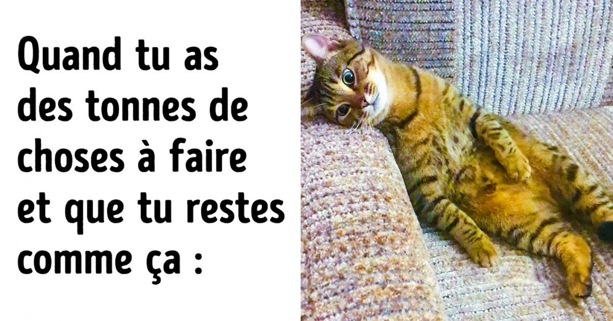 Découvre 15 animaux attachants qui nous ressemblent sur beaucoup de points !