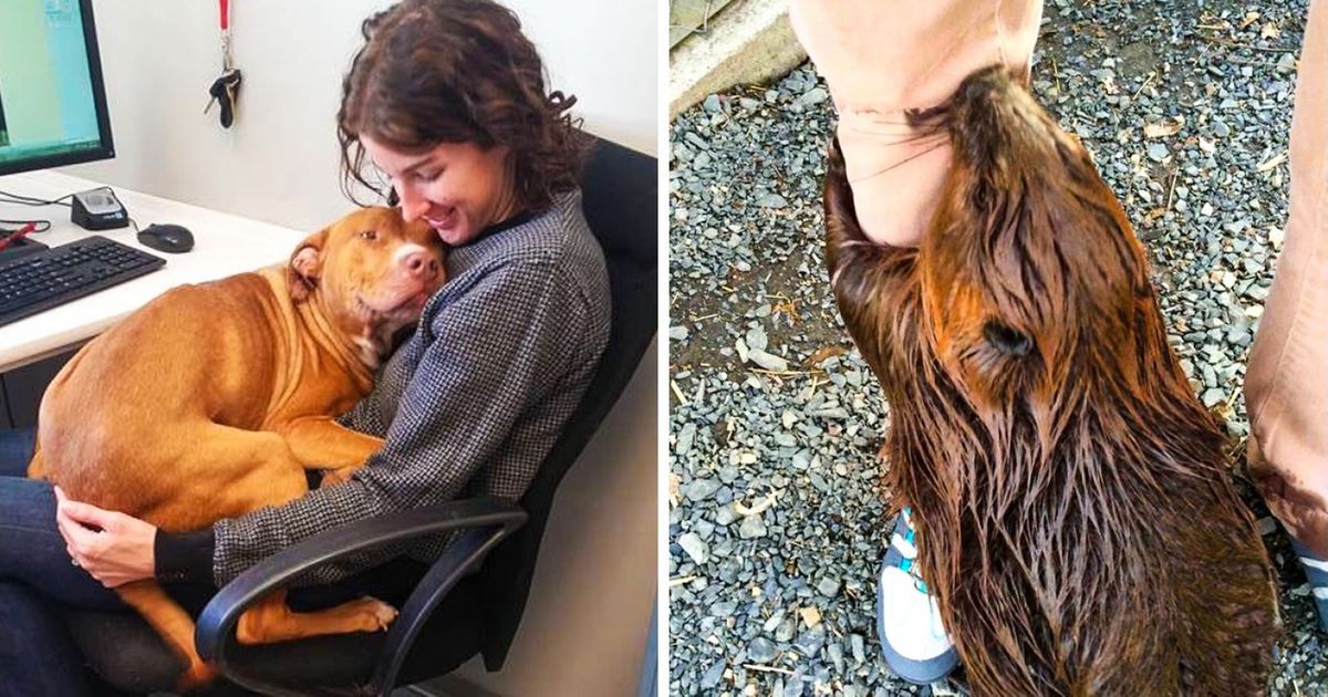 Les bénévoles des refuges animaliers ne s’ennuient jamais, et voici 20 photos qui le prouvent !
