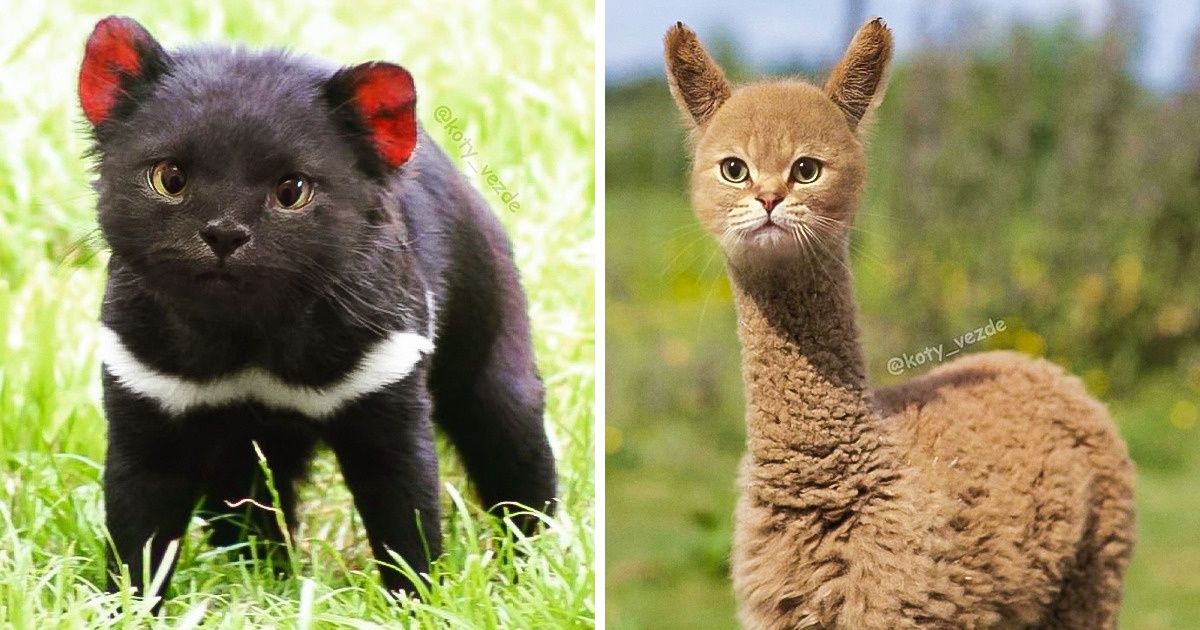 À quoi ressembleraient 25 animaux s’ils avaient la tête d’un chat ?