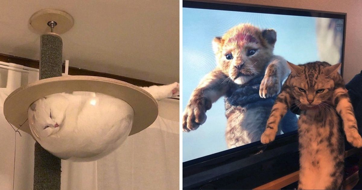 20 Chats bizarres qui savent comment faire rire le monde entier 20 Chats bizarres qui savent comment faire rire le monde entier