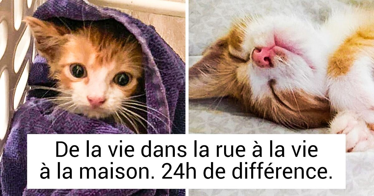 20+ Animaux qui ont eu la chance de se retrouver entre de bonnes mains et sont devenus heureux 20+ Animaux qui ont eu la chance de se retrouver entre de bonnes mains et sont devenus heureux
