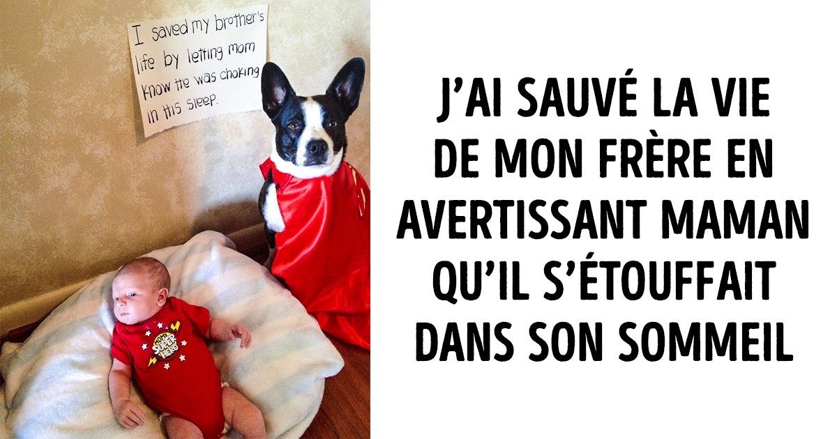 20 Animaux enthousiastes qui savent comment rendre ce monde meilleur 20 Animaux enthousiastes qui savent comment rendre ce monde meilleur