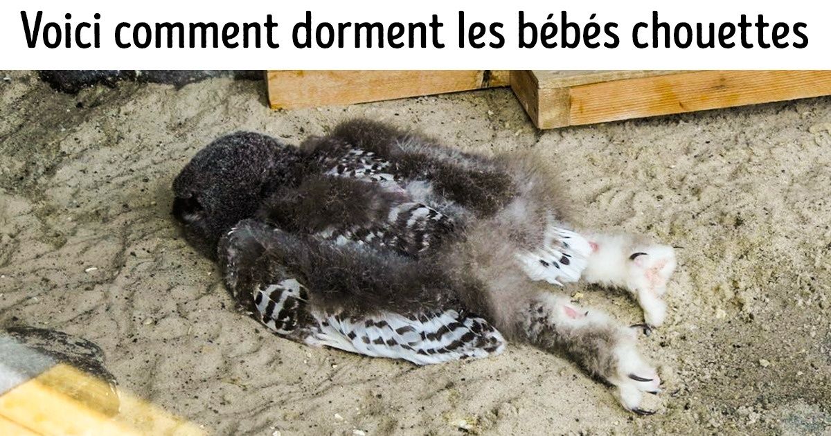 15 Infos surprenantes sur les animaux que même ton prof de SVT ne connaît pas 15 Infos surprenantes sur les animaux que même ton prof de SVT ne connaît pas