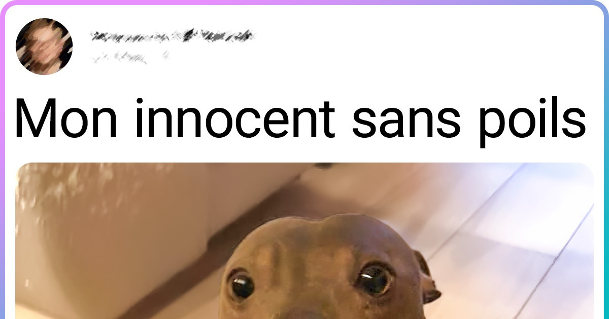 15+ Animaux de compagnie des lecteurs de Sympa qui nous touchent l’âme avec leurs photos