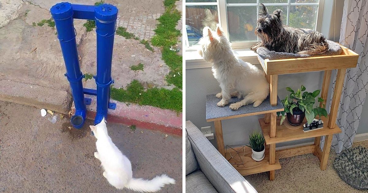 27 Personnes qui ont fabriqué d’incroyables objets de leurs mains, juste pour leur animal de compagnie