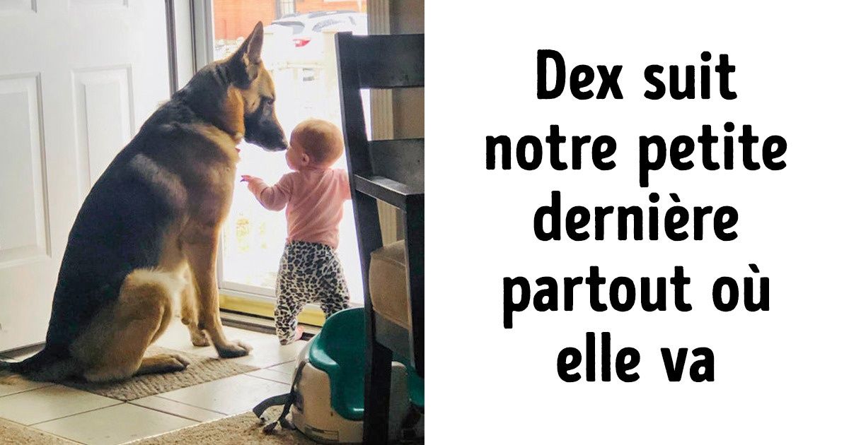17 Animaux qui sont une bénédiction pour leur maître