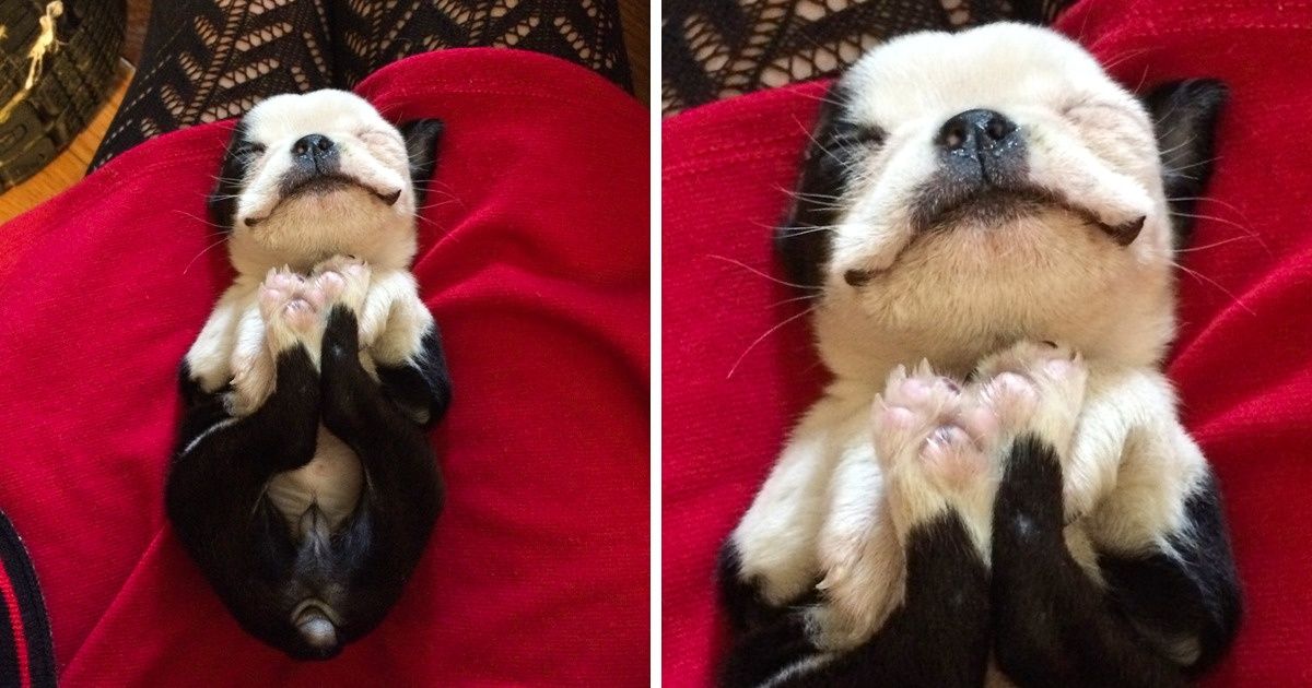 30 Photos qui prouvent que les chiens sont les plus beaux animaux du monde