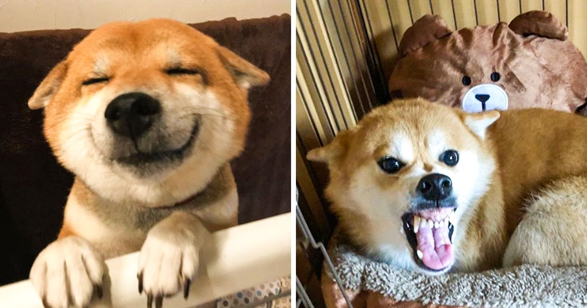 7 Comportements canins auxquels tu dois être particulièrement attentif