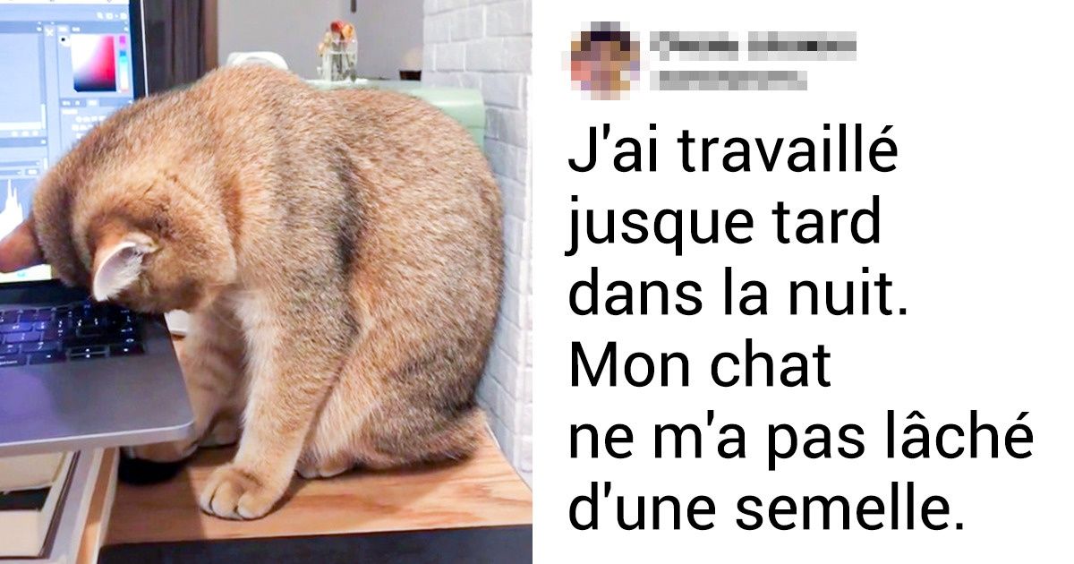20+ Animaux dont le soutien silencieux vaut mieux que 1000 mots 20+ Animaux dont le soutien silencieux vaut mieux que 1000 mots