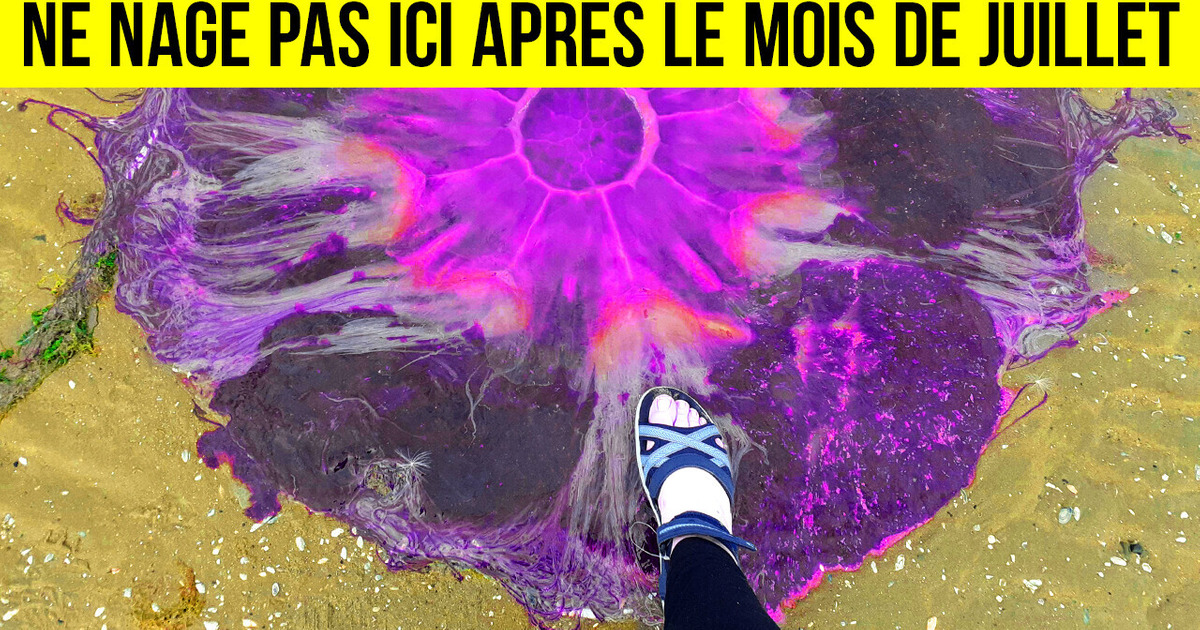 48 Trouvailles Vraiment Gigantesques