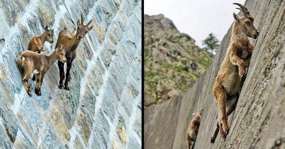 20+ Photos surprenantes qui prouvent que les chèvres peuvent escalader n’importe quoi !