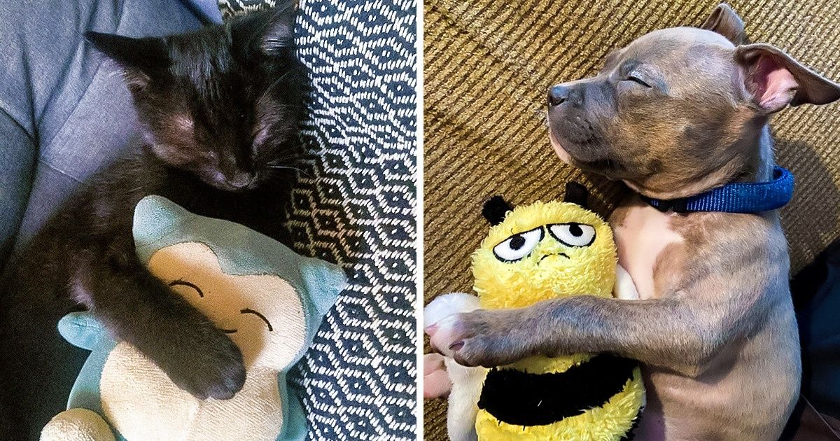 21 Photos d’animaux de compagnie qui ne vont nulle part sans leur jouet préféré