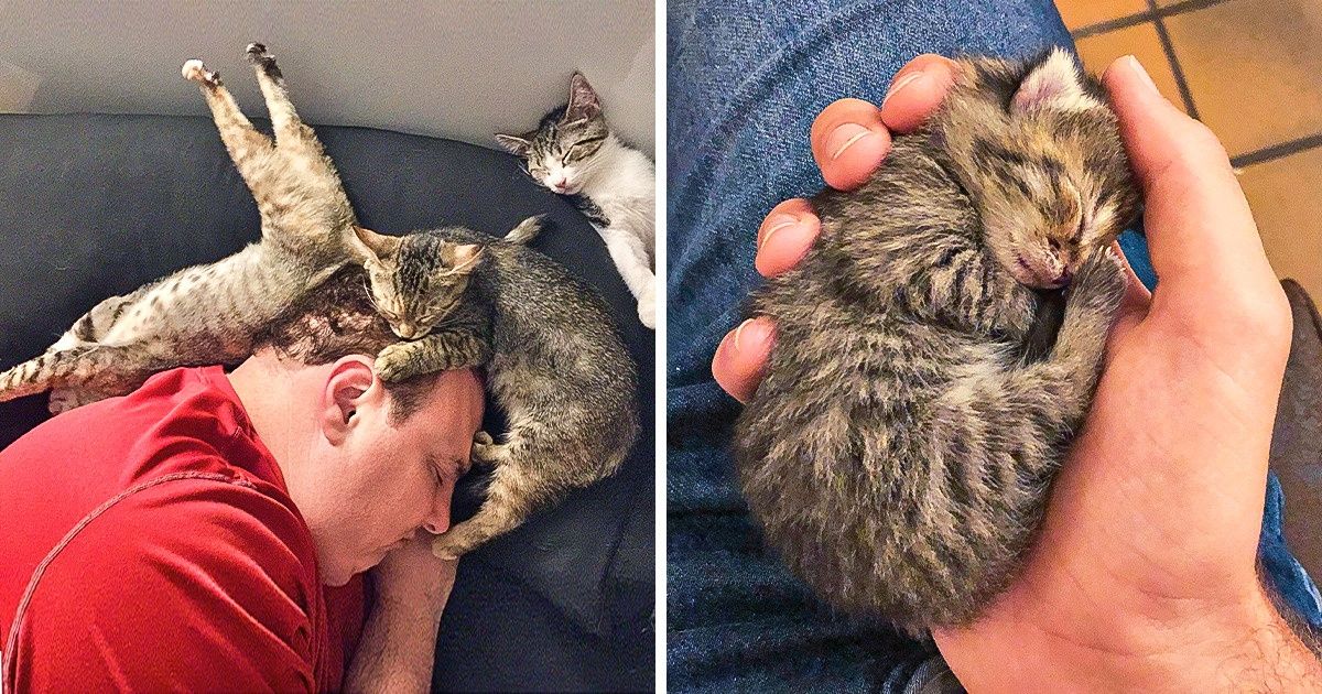 20 Chats qui dorment n’importe où, sauf dans leur panier
